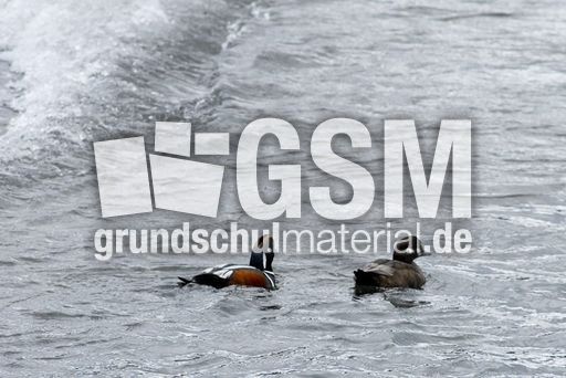 Kragenente (6 von 6).jpg